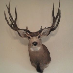 Meet your Posher, Devon